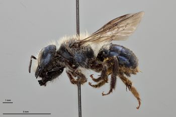 Media type: image;   Entomology 792482 Aspect: habitus lateral view